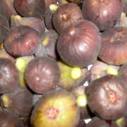 récolte de figues à Cheratte en 2005