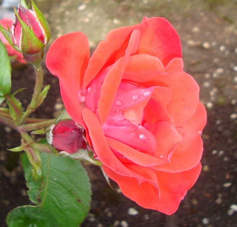 Rosée ou pluie ?