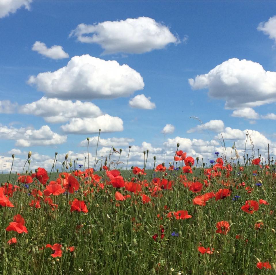 Les coquelicots sont parmi mes fleurs préférées