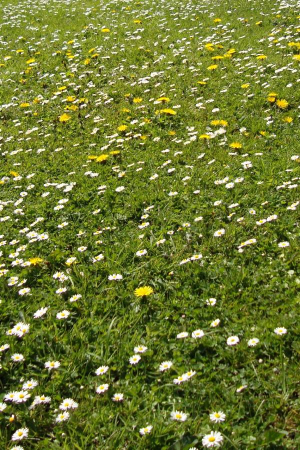 3 mai 2006 au jardin : herbe, pissenlits et pâquerettess