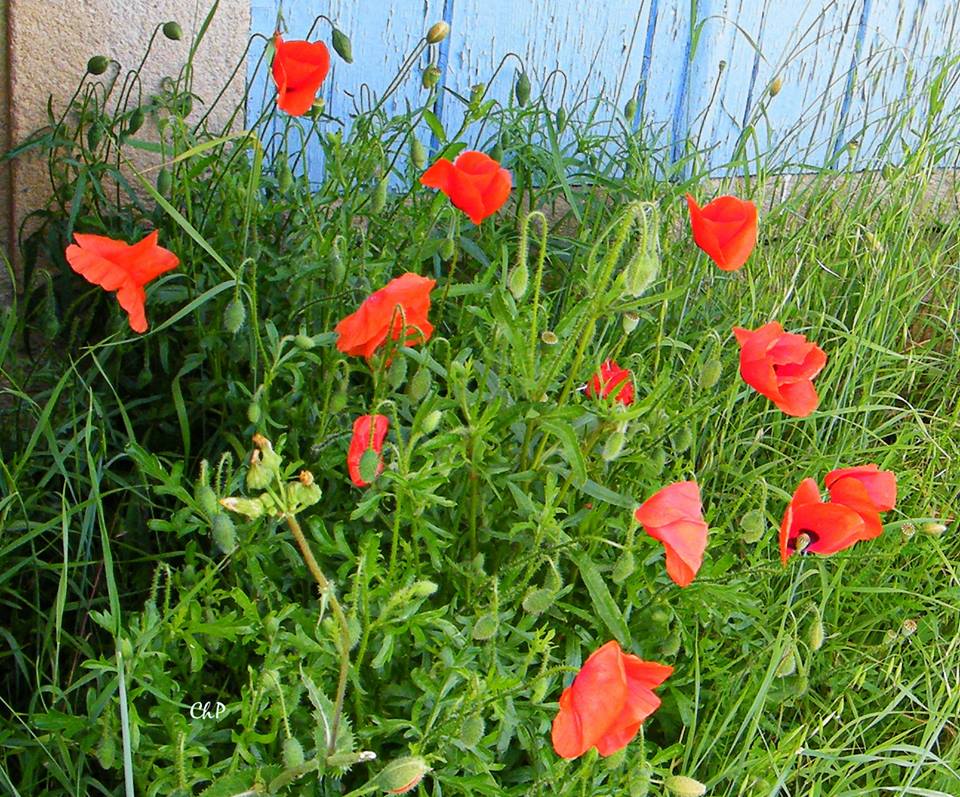 Le vert et le rouge...