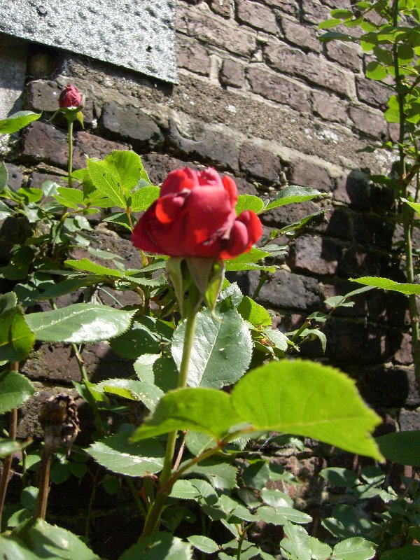 10 mai 2008 à Cheratte