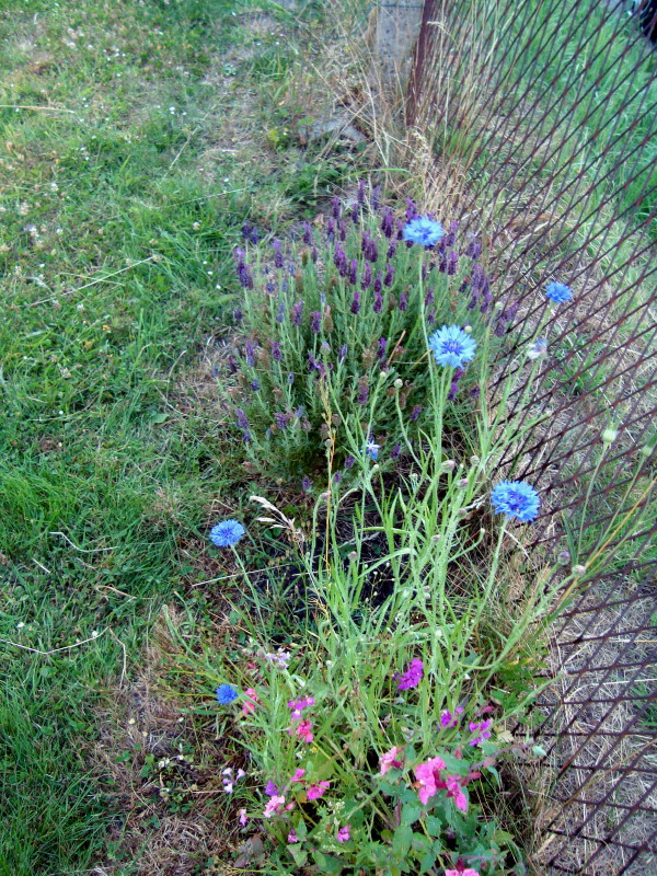 lavande et bosquet floral