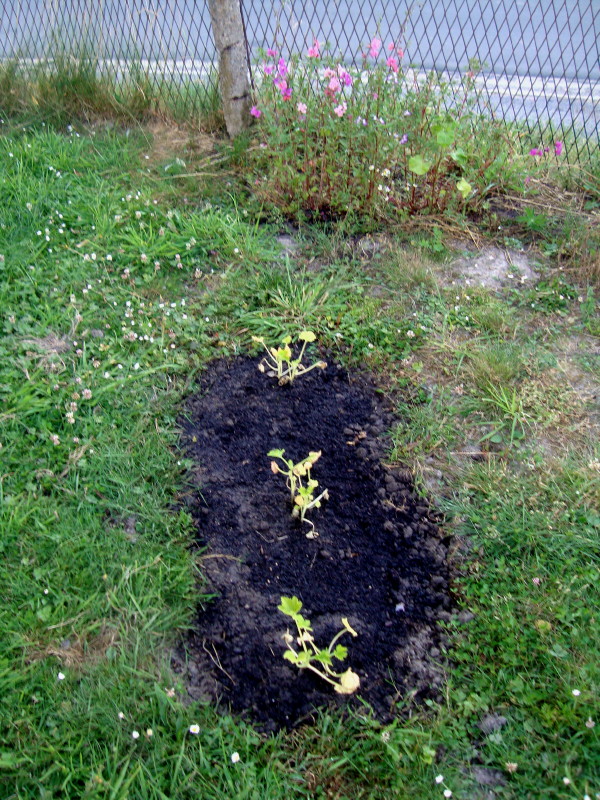 plants de courgettes