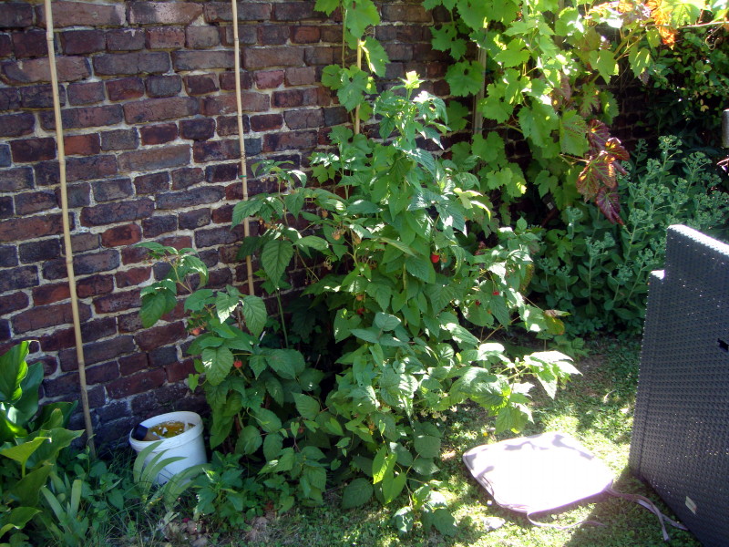 2 juillet 2018 framboisiers et vigne