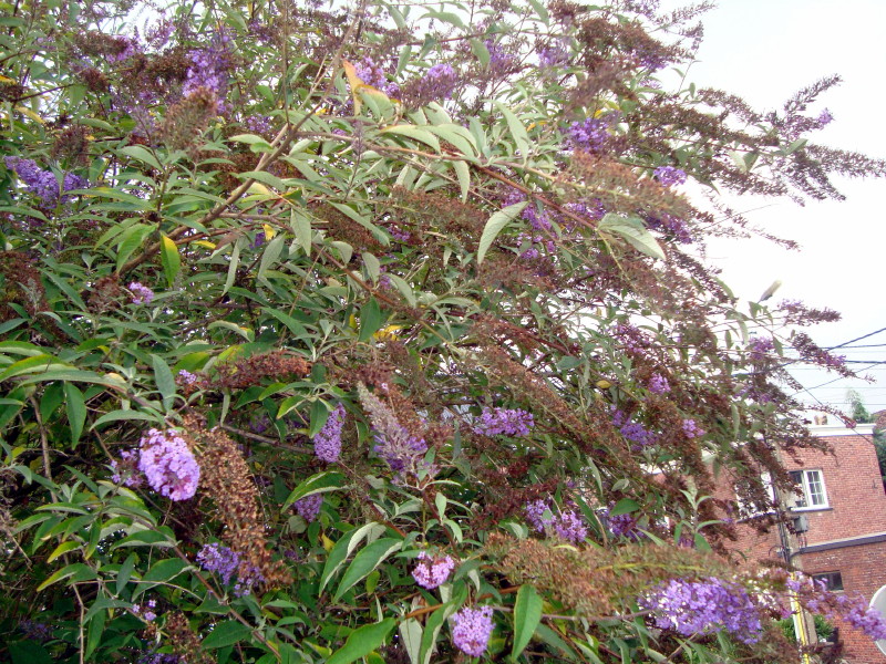 L'arbre à papillons, notre jardin, 6 septembre 2018