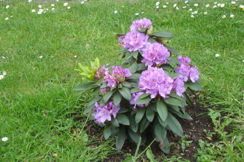 9 mai 2019 Rhododendron