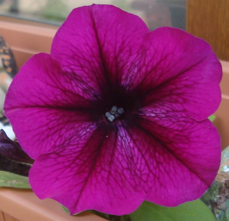 28 août 2019 Pétunia d'Annick