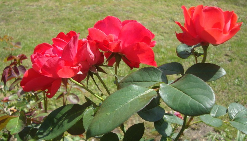 28 août 2019 Roses d'Annick