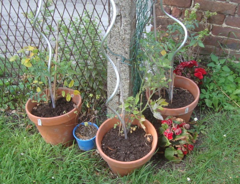 3 pots de plants de tomates-cerises, du basilic et des bégonias