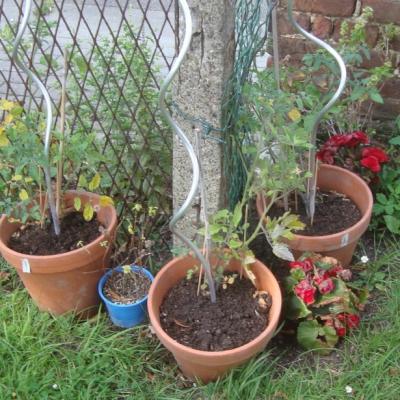 3 pots de plants de tomates-cerises, du basilic et des bégonias