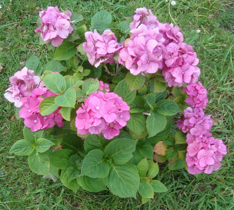 L'Hortensia d'Annick