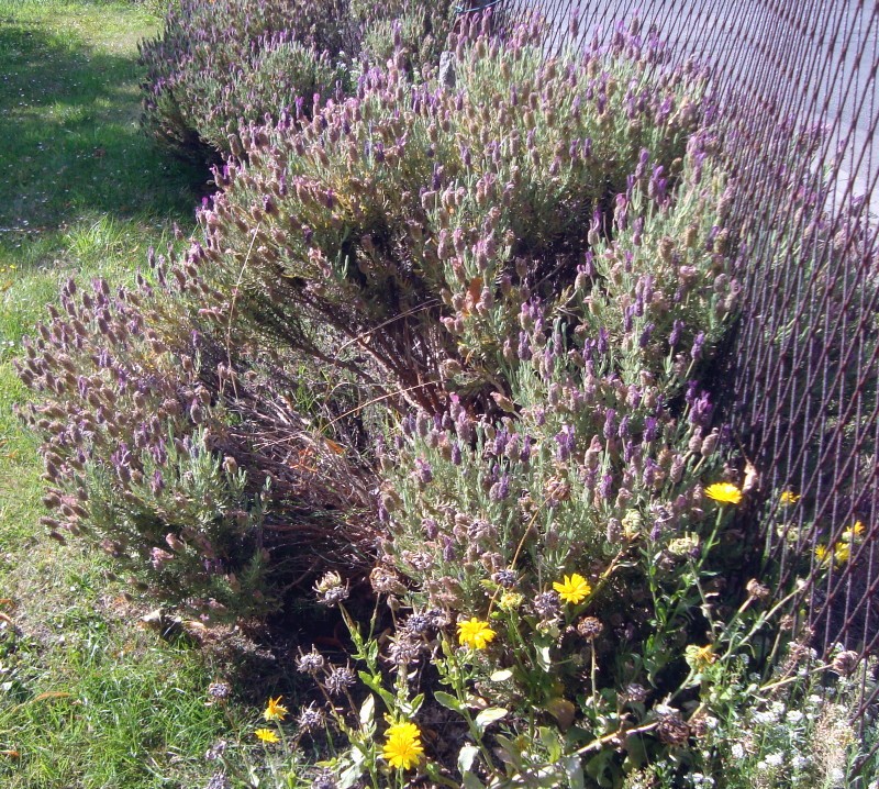 nos plants de lavande il y a trois ans on les croyait grillés par les gelées