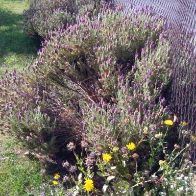 nos plants de lavande il y a trois ans on les croyait grillés par les gelées