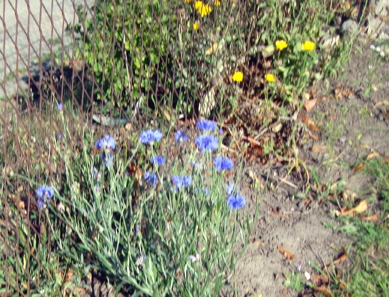 j'aime beaucoup ces fleurs sauvages, très résistantes aux vents.