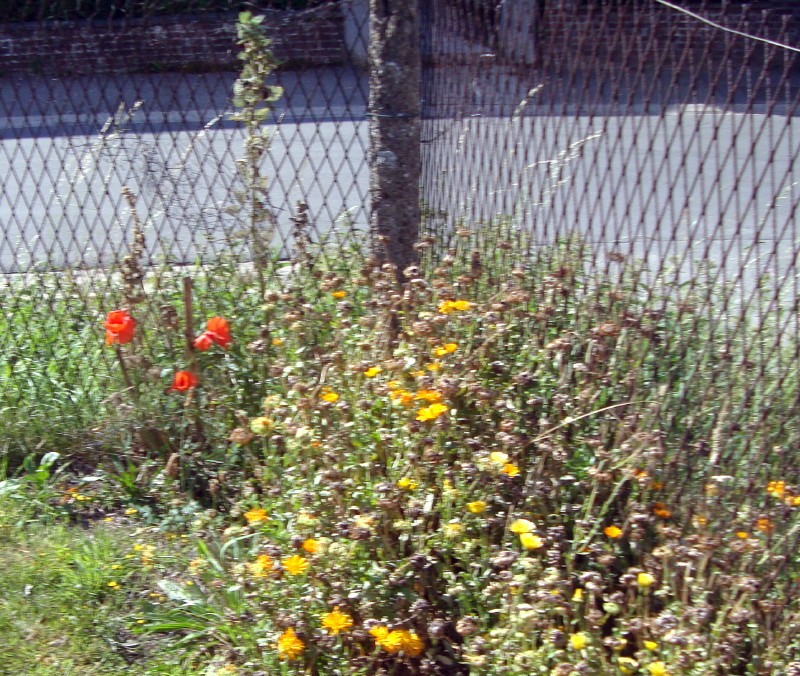 On a même des coquelicots !