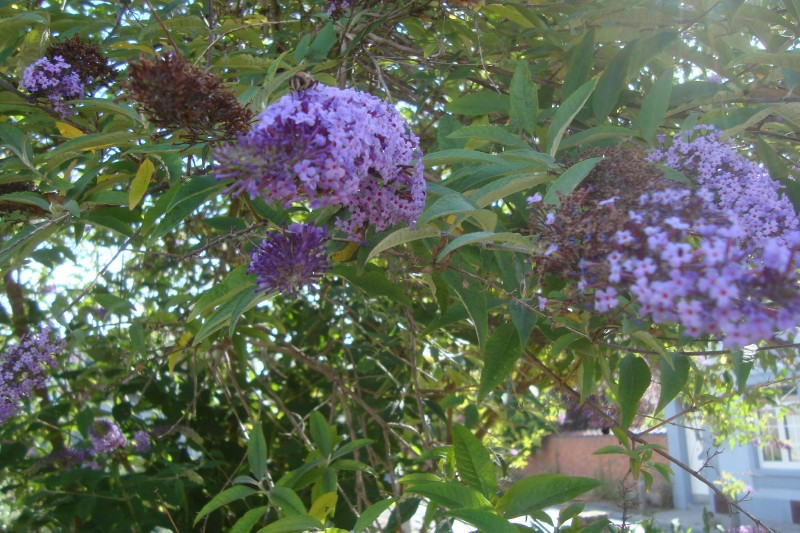 ... mon arbre à papillons !