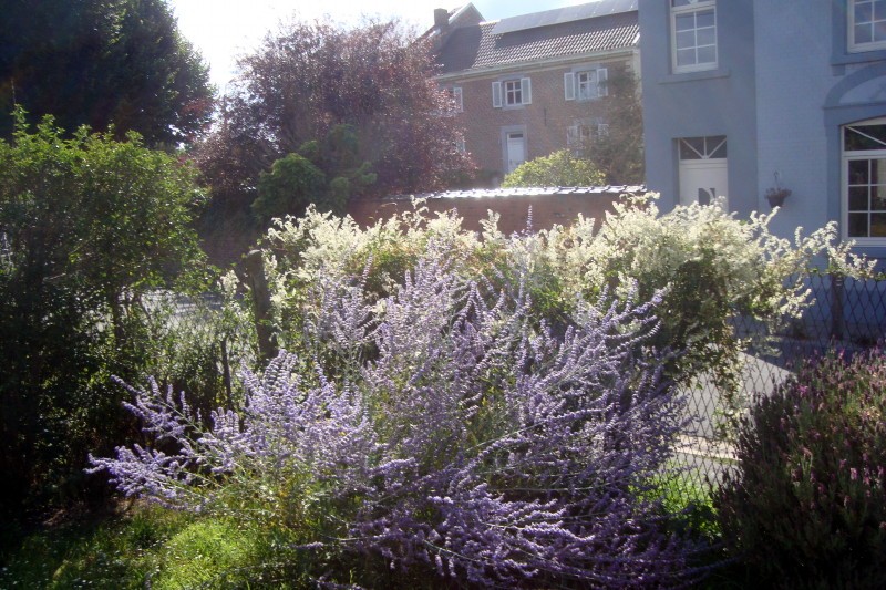 Le blanc des fleurs de l'arbre à Paolo et le bleu de nos plants de Perovskia