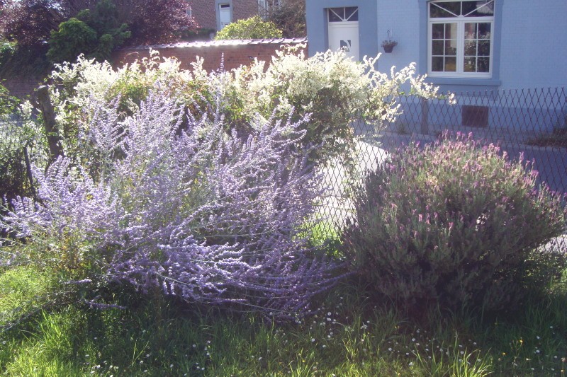 Avec la lavande en prime, c'est encore plus beau !