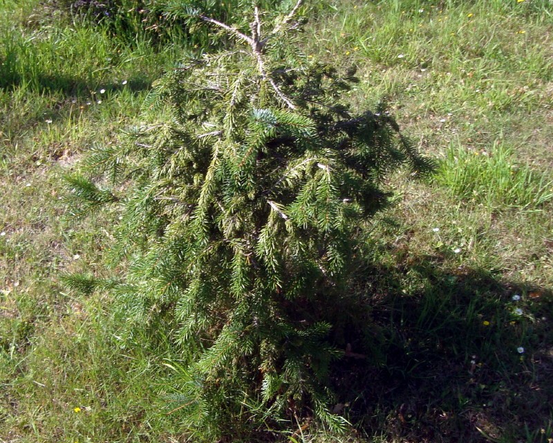 Mon beau sapin de Noël il y a 4 ans !