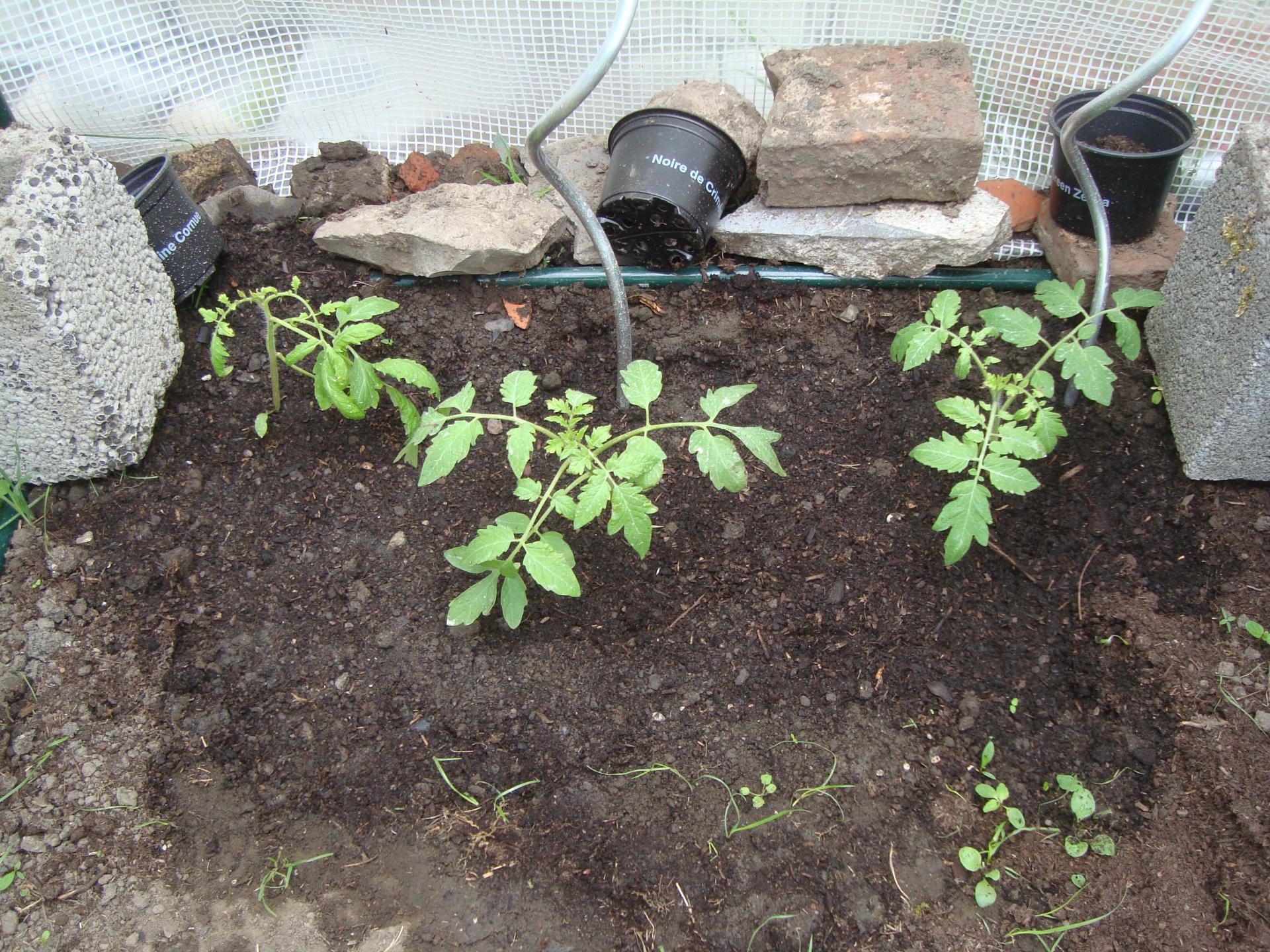 Plants de tomates dans la serre