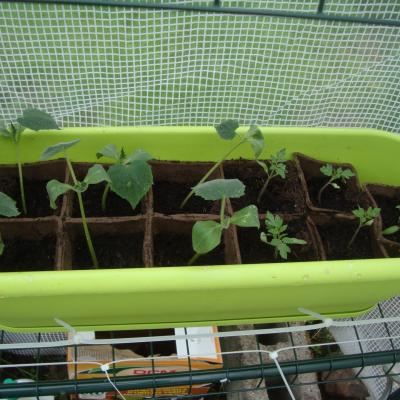 Cornichons et tomates cerises