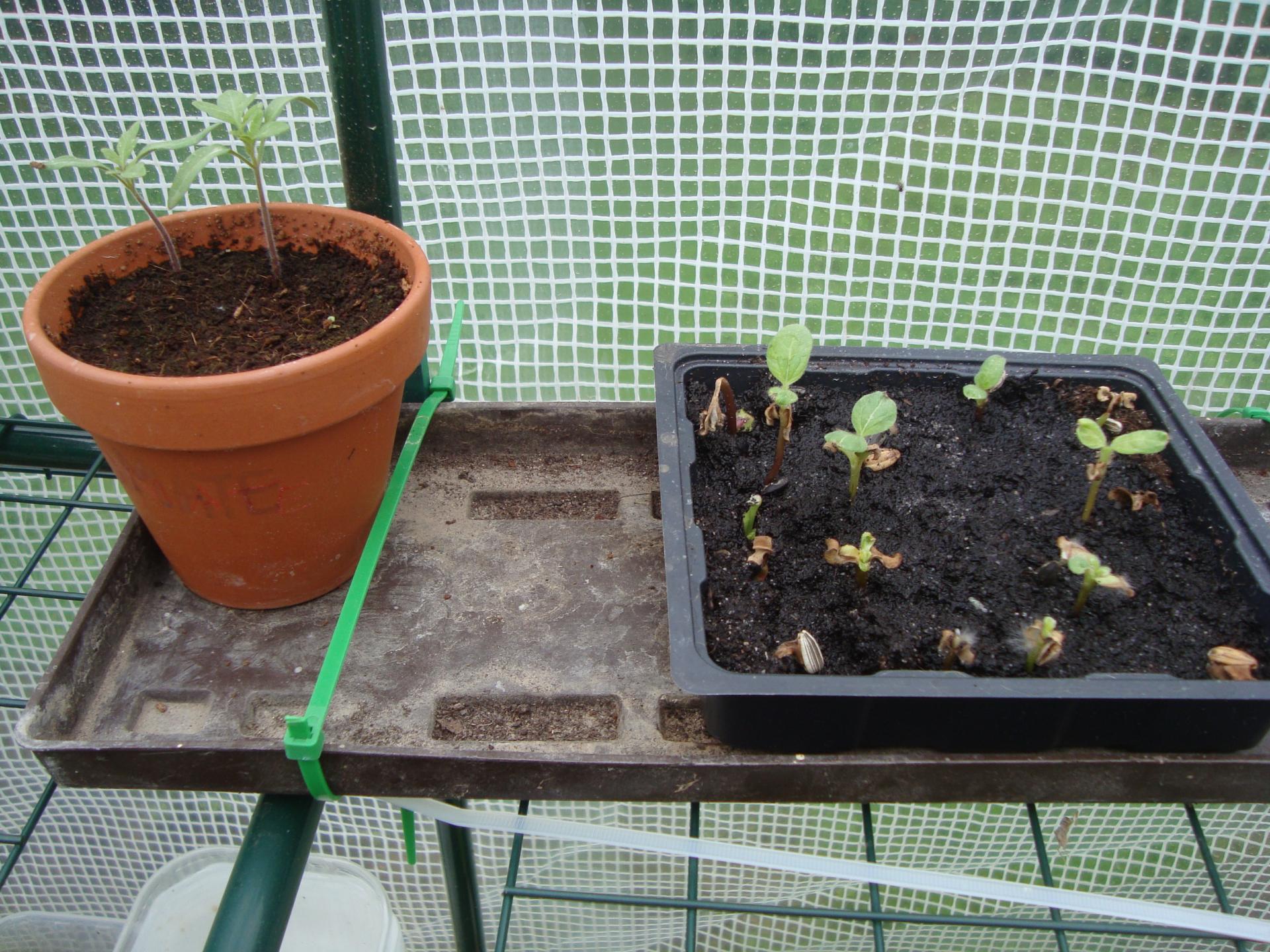 tomates et poivrons rouges