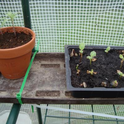 tomates et poivrons rouges