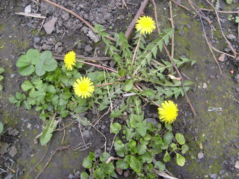 Cheratte 22 avril 2008