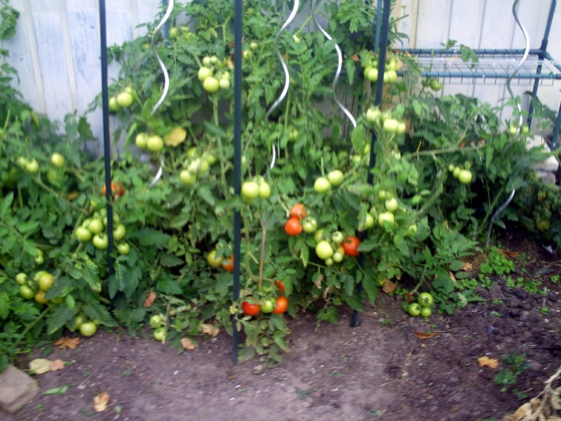 plants de tomates jardin 26 juillet 2017