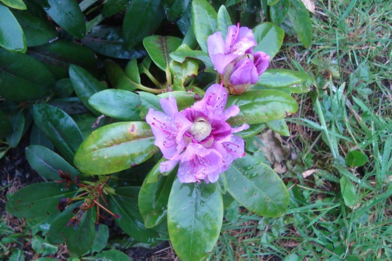 Rhododendron d annick 24 mai 2020