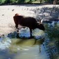 Pairi Daiza