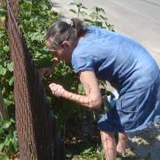 Annick et les groseilles rouges