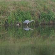 16juin23heron