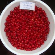19juin23groseilles1080rouges