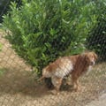 chien d'un voisin 9 août 2026