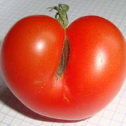 tomate cul