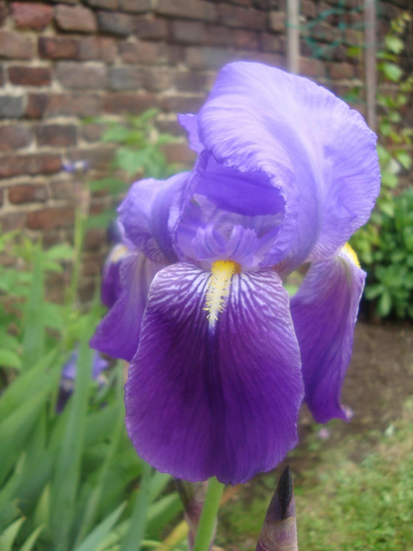 Iris7mai17