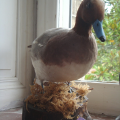Le canard au bec bleu