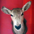 Grosse bestiole