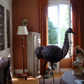 Cigogne ou émeu ?