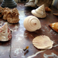 coquillages linière