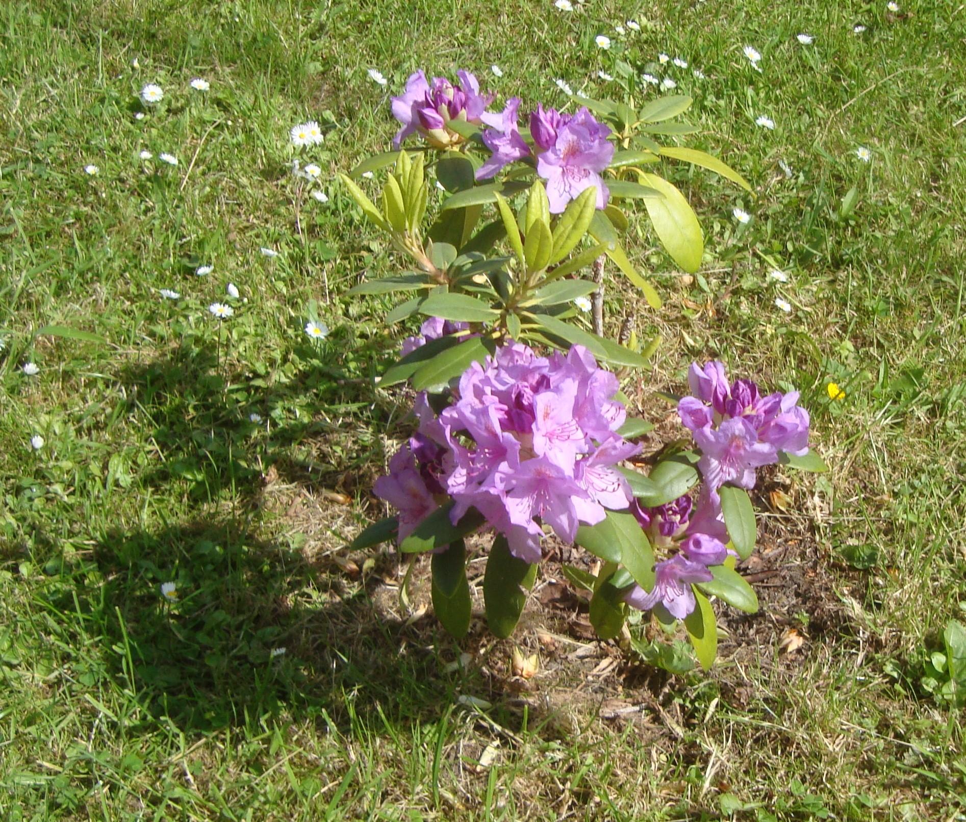 Rododindron 29 mai 24